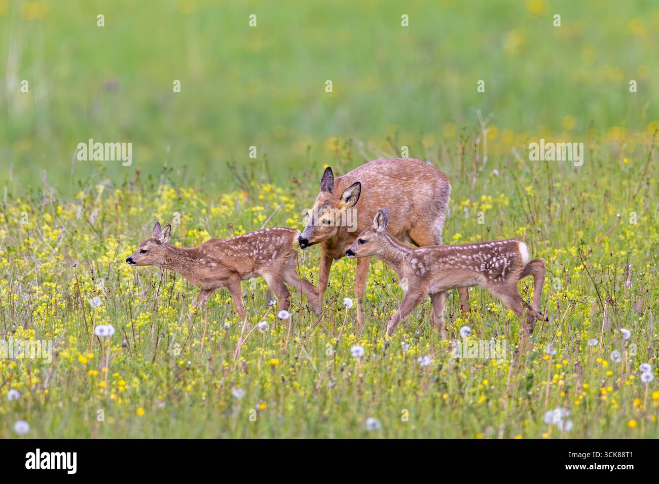 Mother deer two fawns forage hi-res stock photography and images - Alamy