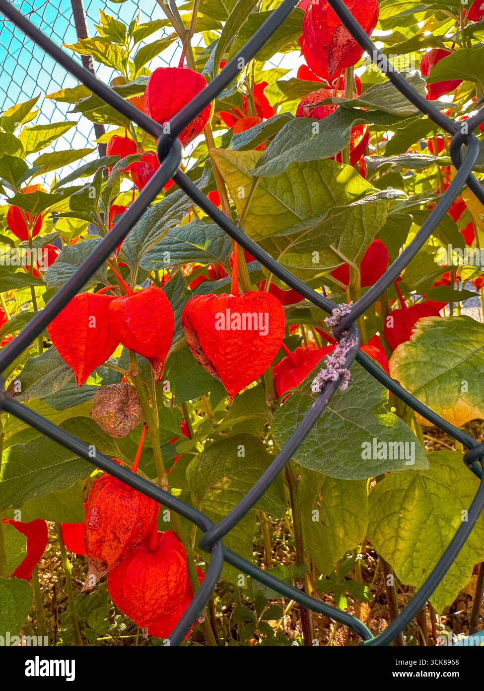 close up of red Physalis alkenkengi pods behind a chain-link fence, contrasting with green leaves under a sunny blue sky - Smartphone Captured Stock Image