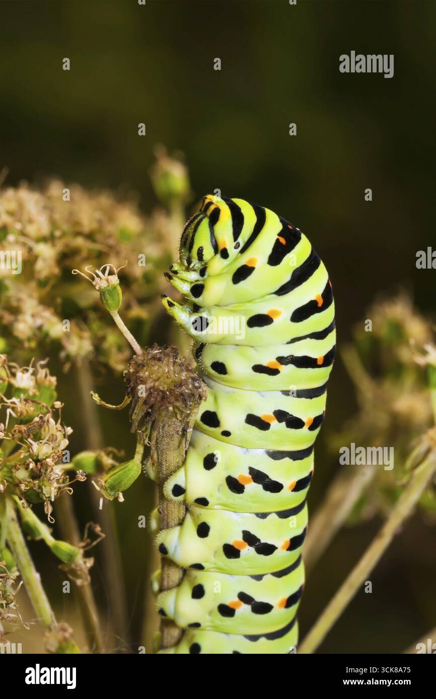 Green caterpillar larva large hi-res stock photography and images - Alamy