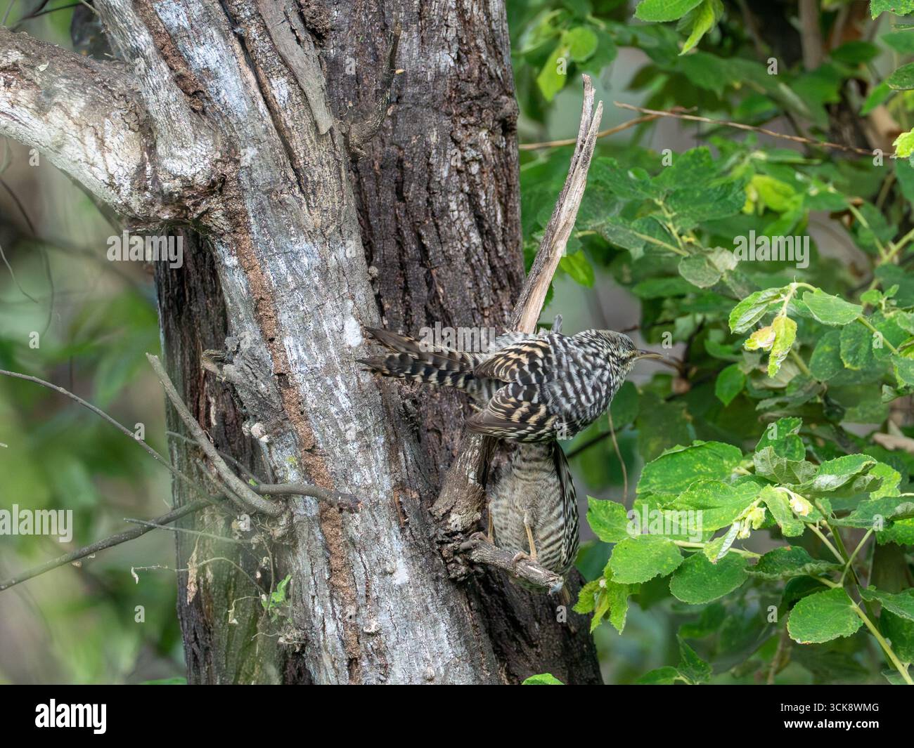 Fasciated Wren, Campylorhynchus fasciatus, on a tree Urraca Lodge, Jorupe Reserve, Loja, Ecuador Stock Photo
