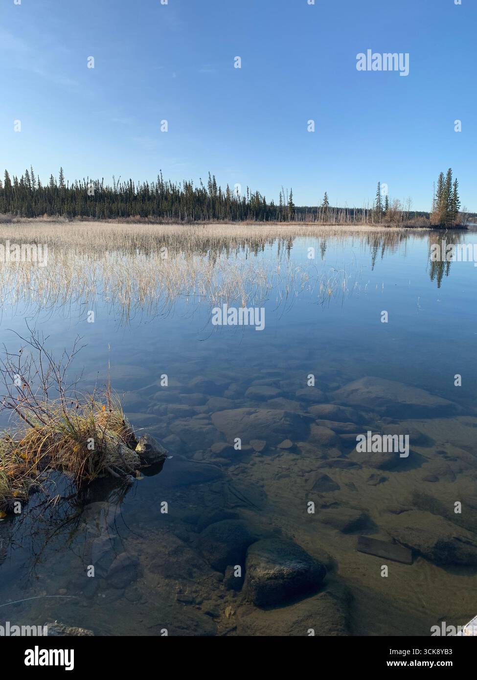 ''Clear lake water with rocks and reeds along the shoreline, forested background under a blue autumn sky in northern Canada.'' - Smartphone Captured Stock Image
