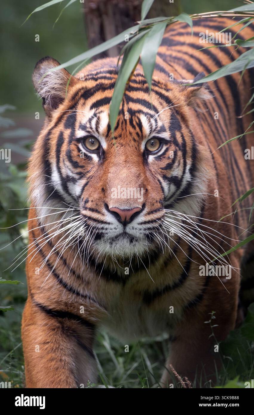 Young male Sumatran tiger in bushes, looking at camera Stock Photo