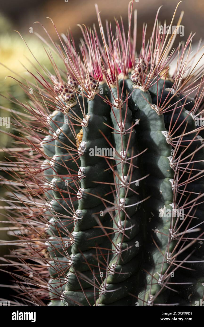 Melocactus bahiensis hi-res stock photography and images - Alamy