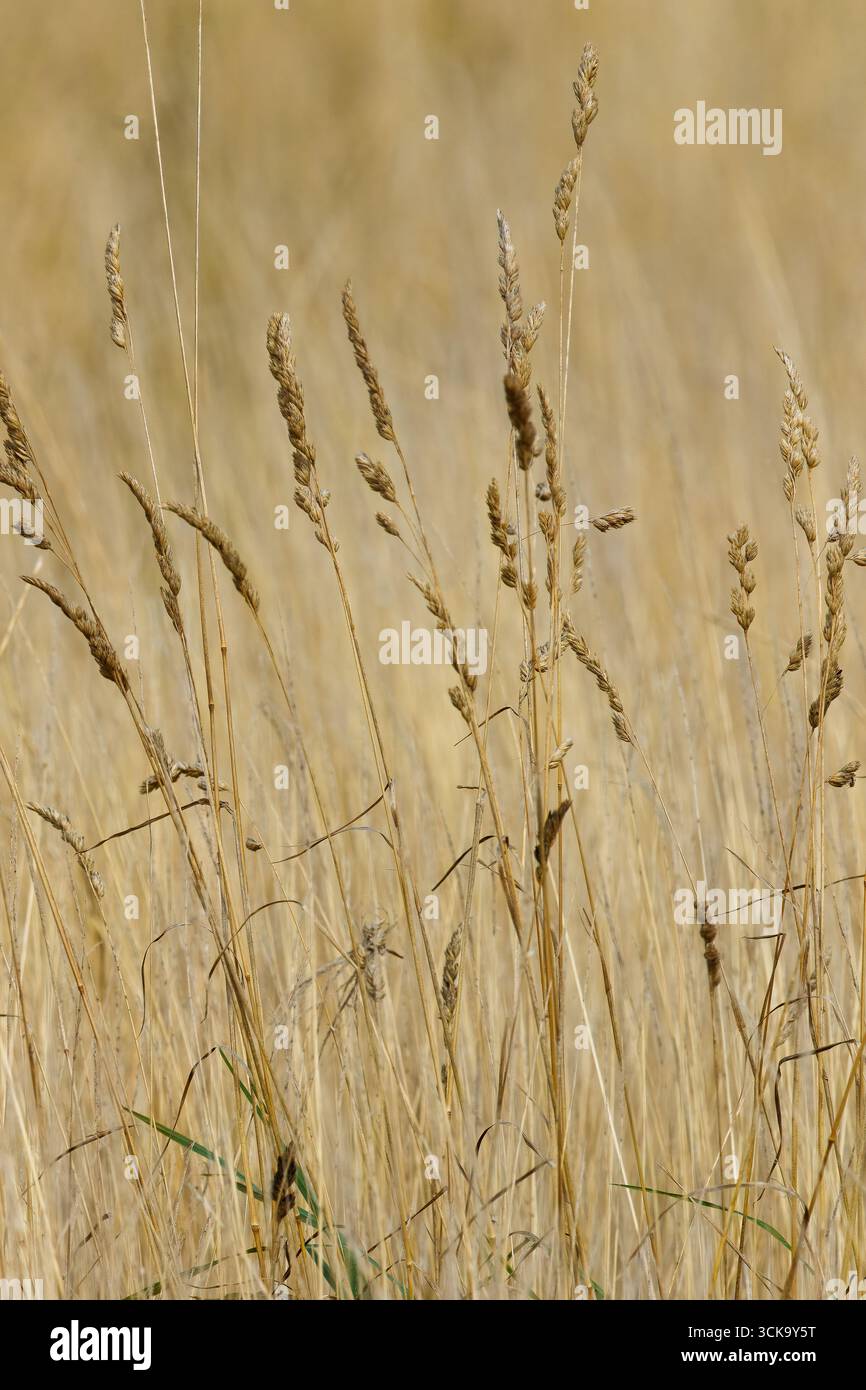 Summer meadow, including Close up of a Common Ragwort plant (Jacobaea ...