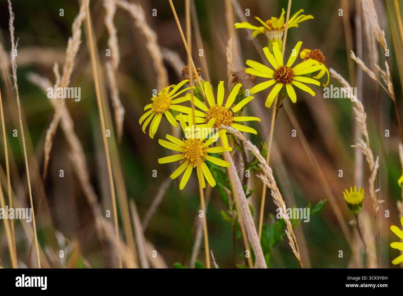 Summer meadow, including Close up of a Common Ragwort plant (Jacobaea ...