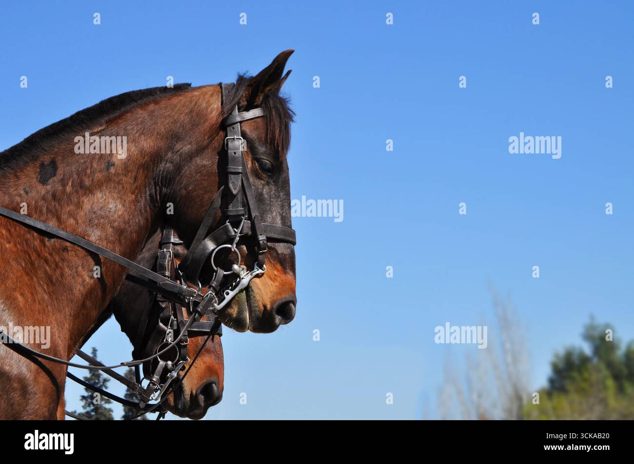 Leather harness hi-res stock photography and images - Alamy