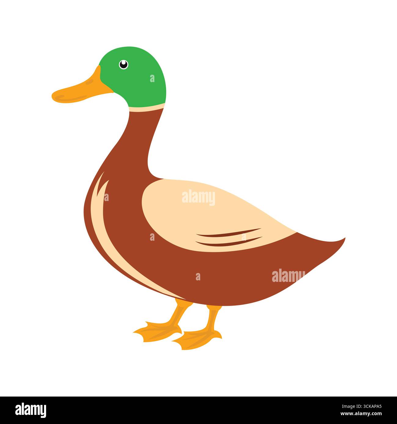 Colorful Mallard Duck Vector Cartoon Wildlife Bird Clipart Stock Vector