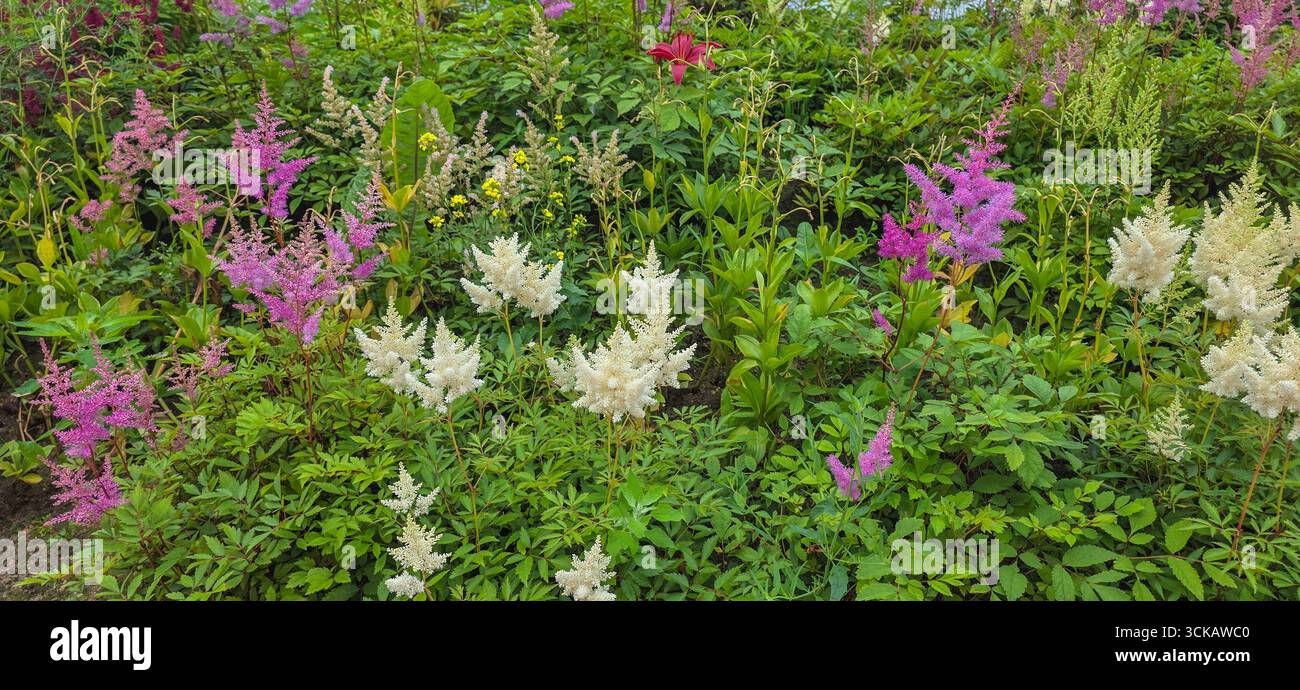 Colorful astilbe blooms amidst lush greenery with leaves and branches ...