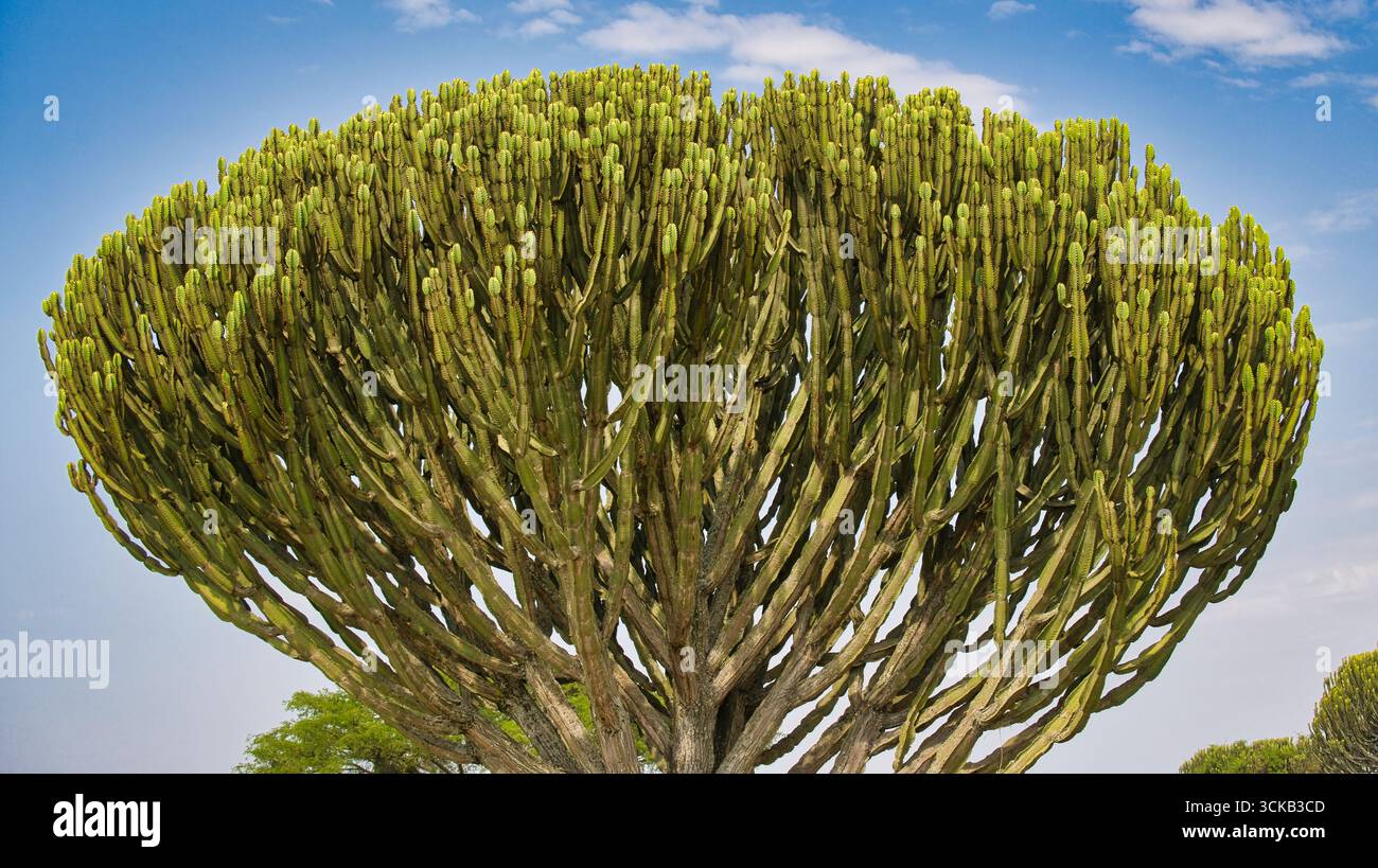 Tree like cactus hi-res stock photography and images - Alamy