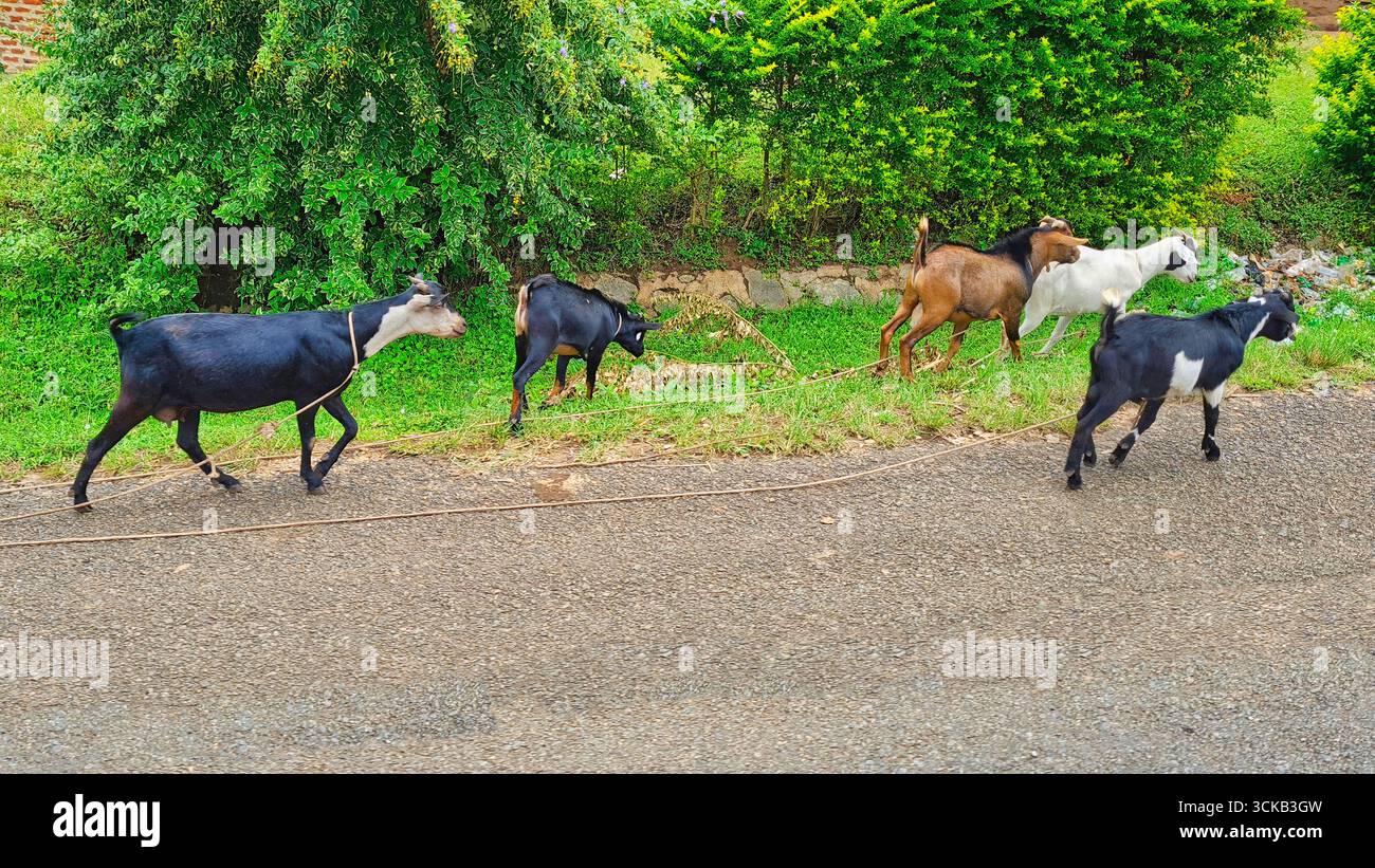 Group of goats tethered and grazing beside a rural roadside in Uganda ...