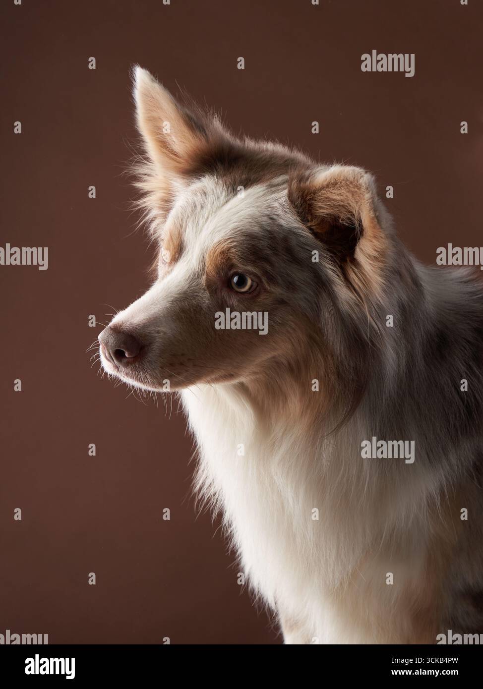 A Border Collie looks up with soft lighting highlighting its features, giving the portrait a warm and calm feel. The dog's fluffy fur and curious gaze Stock Photo