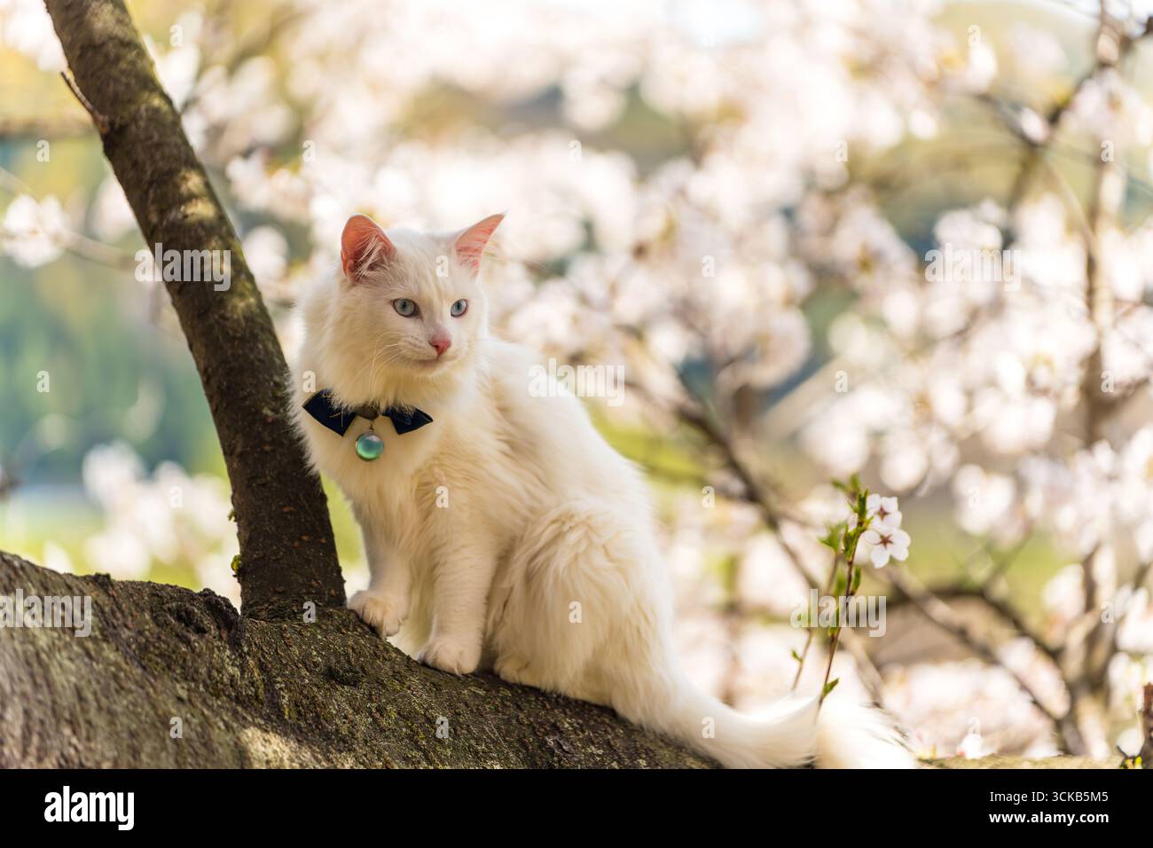 Elegant long-haired white Turkish Angora cat with blue eyes sitting ...