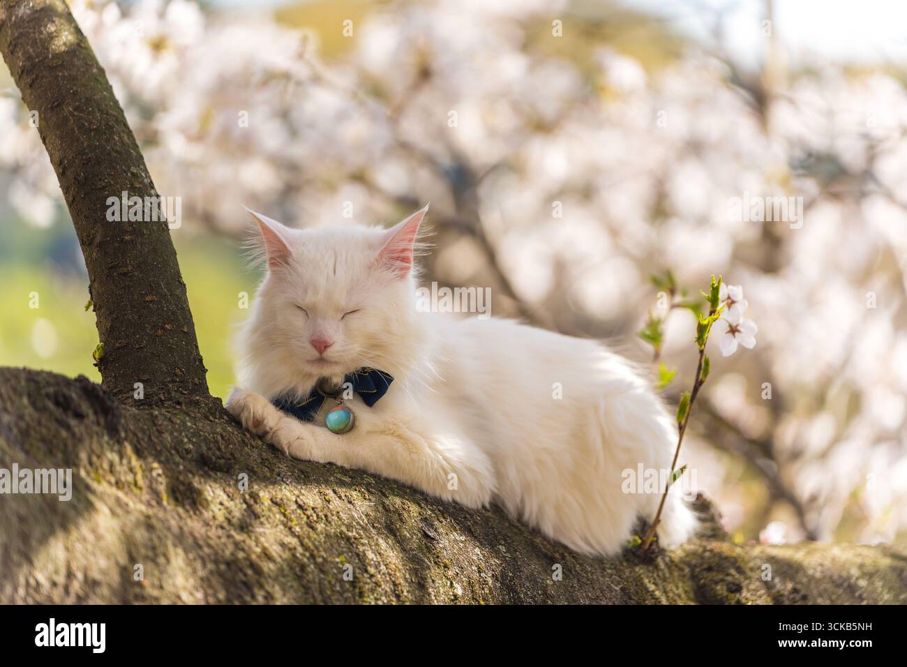 Elegant long-haired white Turkish Angora cat with blue eyes sitting ...