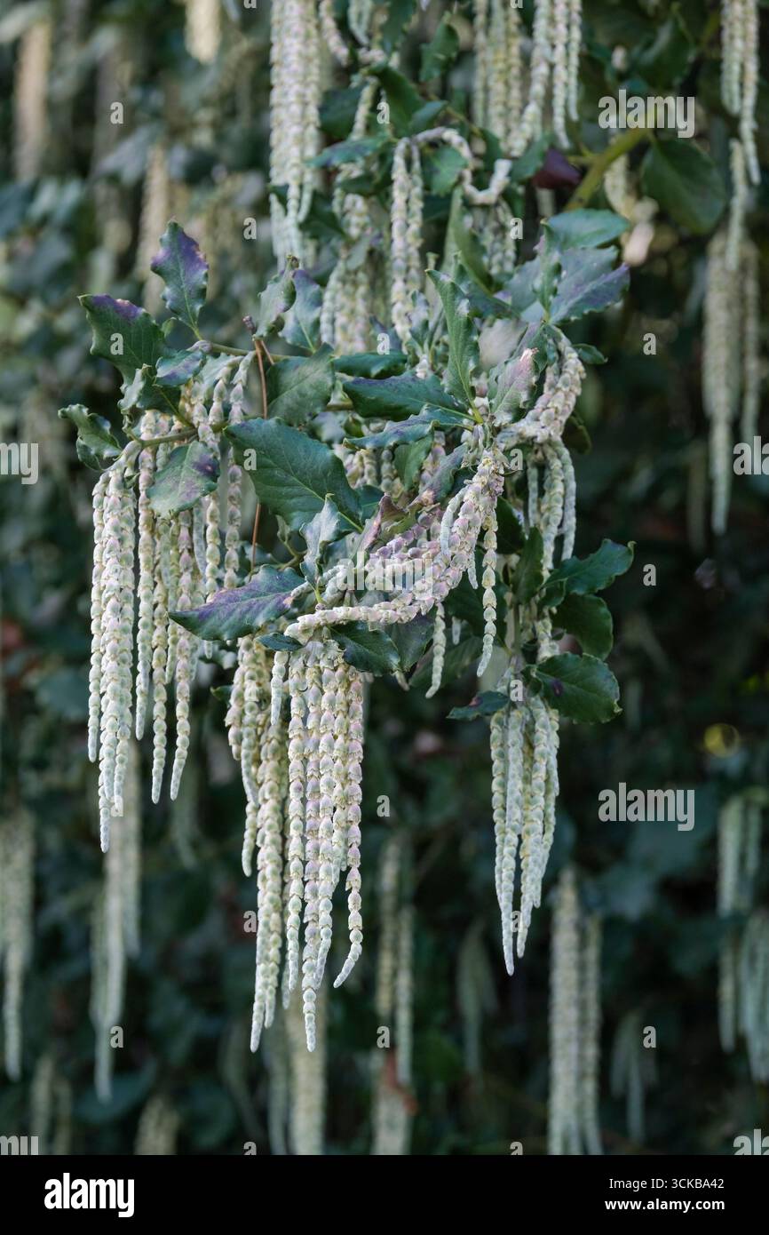 Garrya elliptica James Roof, silk tassel James Roof, male flowers in drooping grey-green catkins in late winter Stock Photo