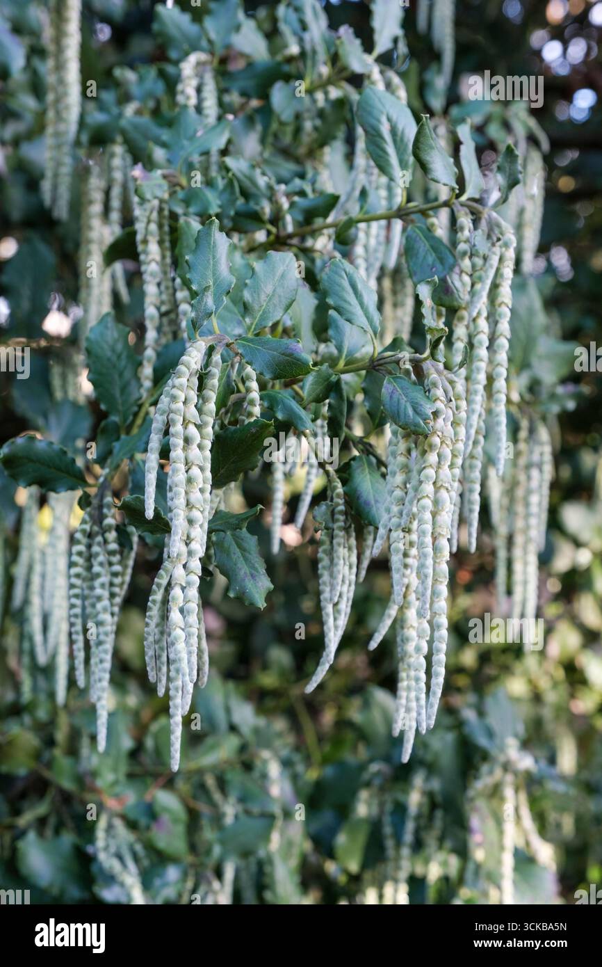 Garrya elliptica James Roof, silk tassel James Roof, male flowers in drooping grey-green catkins in late winter Stock Photo