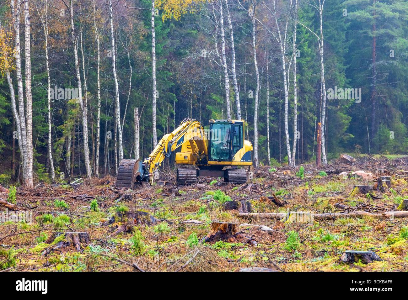 Heavy forest hi-res stock photography and images - Alamy