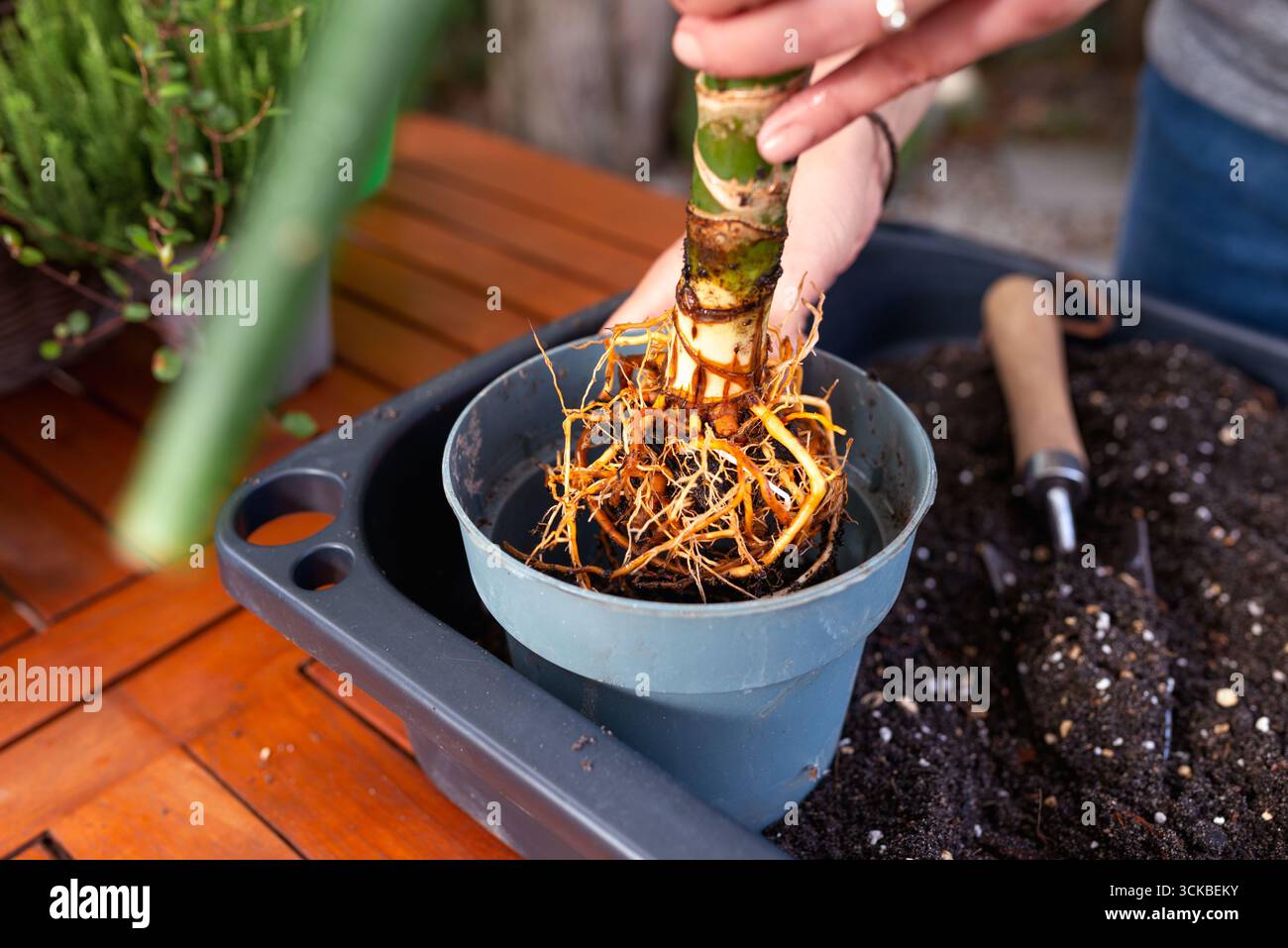 Closeup of hands repotting a plant with exposed roots into a blue ...