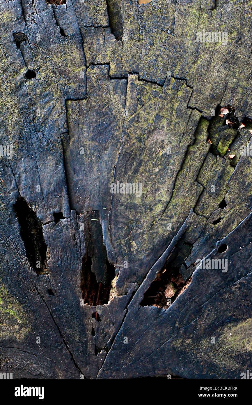 Close-up of a weathered tree stump with cracks and moss. Stock Photo