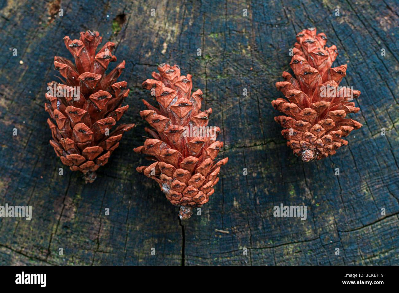 Three pine cones on a textured wooden surface Stock Photo