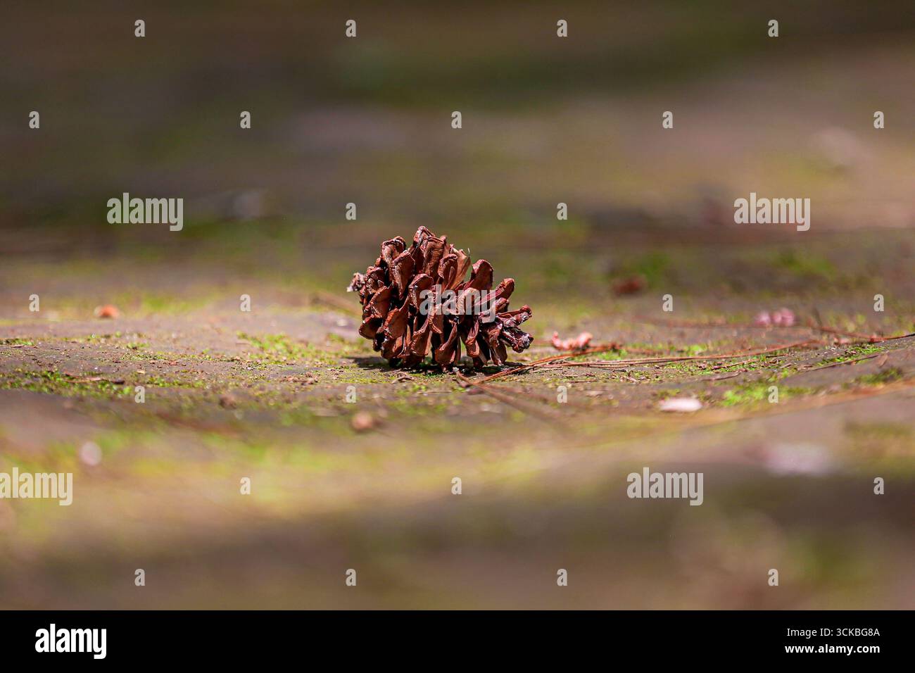 A single pine cone resting on a moss-covered surface with soft natural lighting Stock Photo
