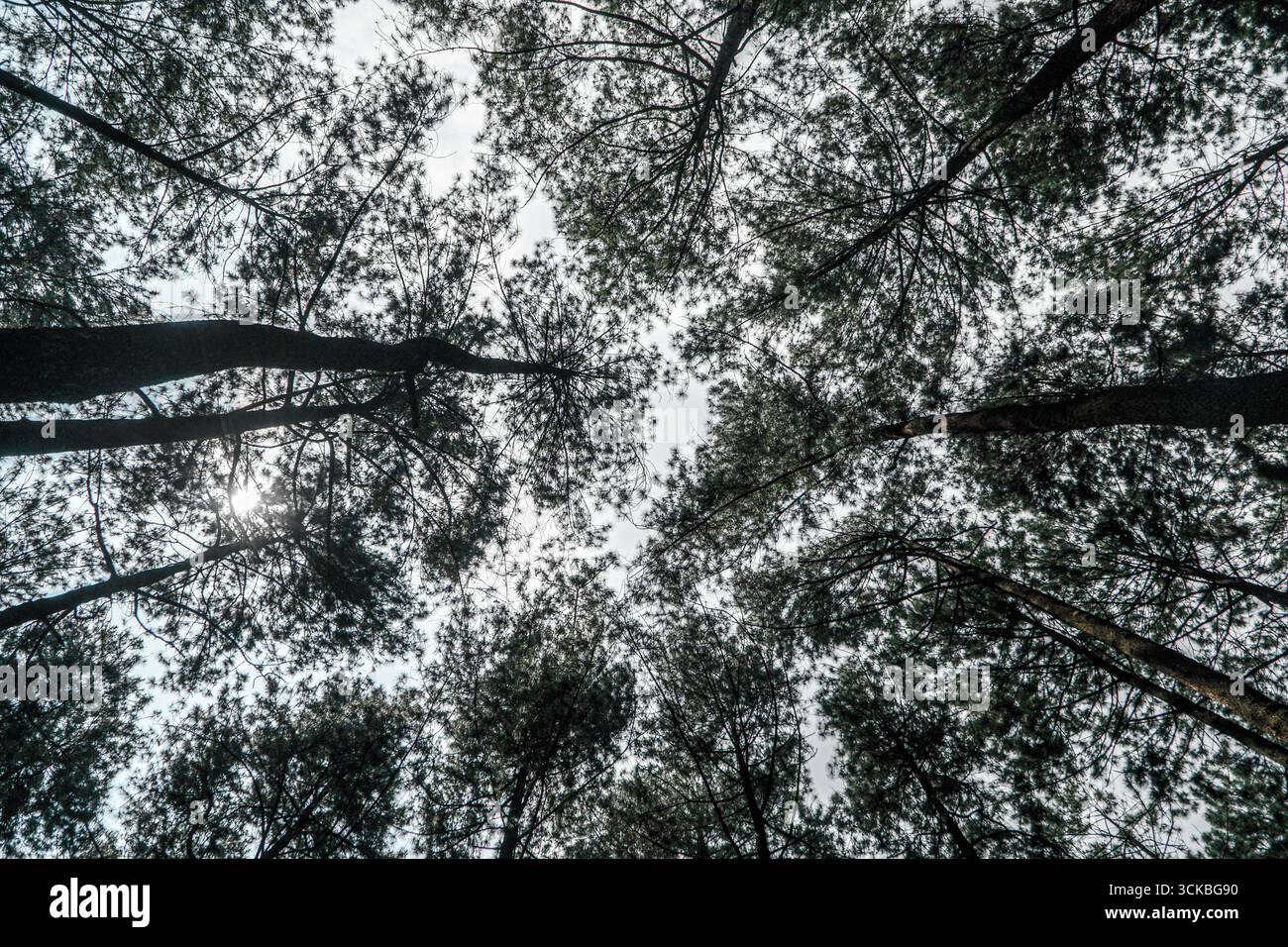 Looking up at tall pine trees against a bright sky. Stock Photo