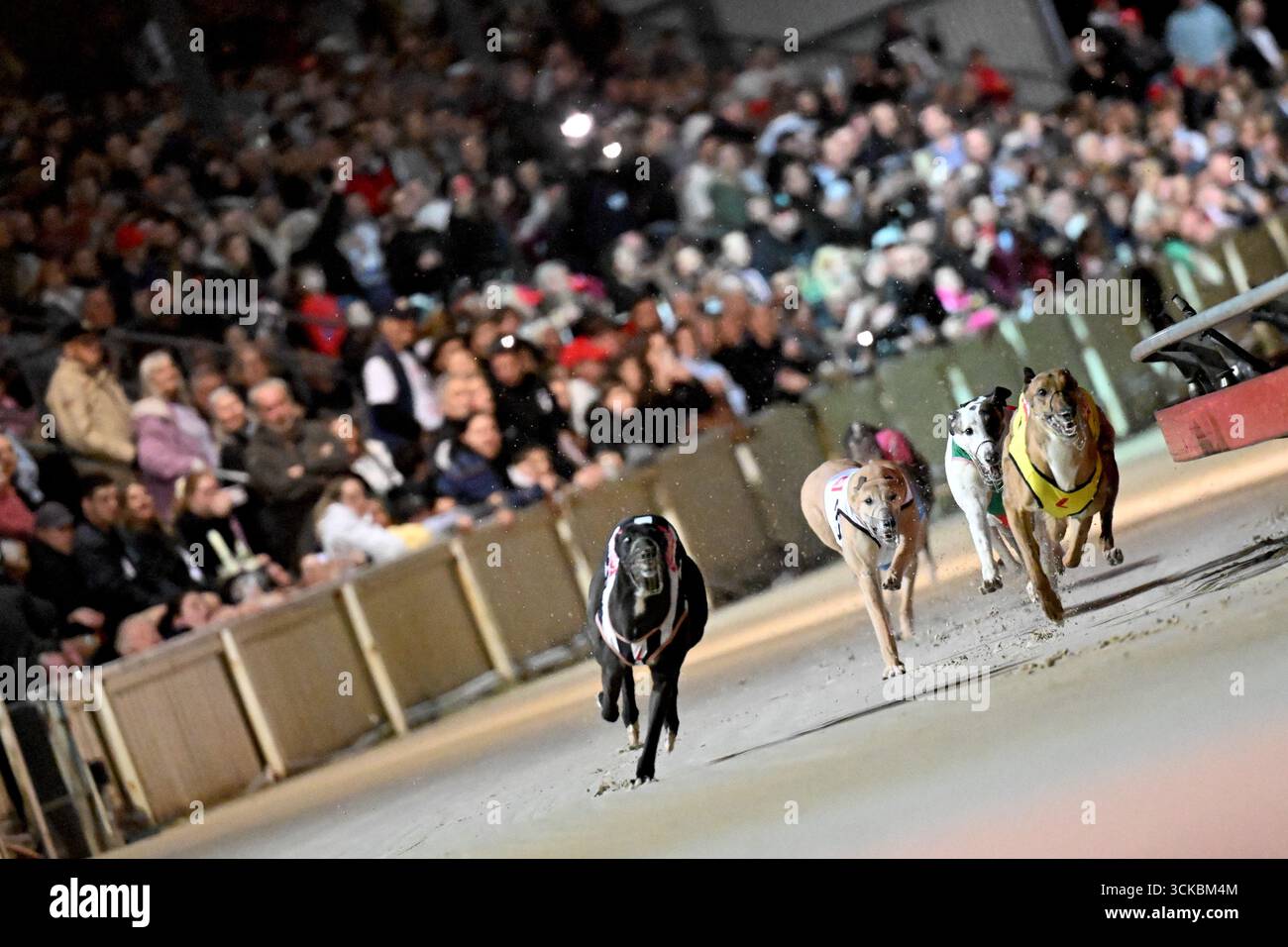 A huge crowd watches race 2 at the iconic Dapto Greyhound Races also ...