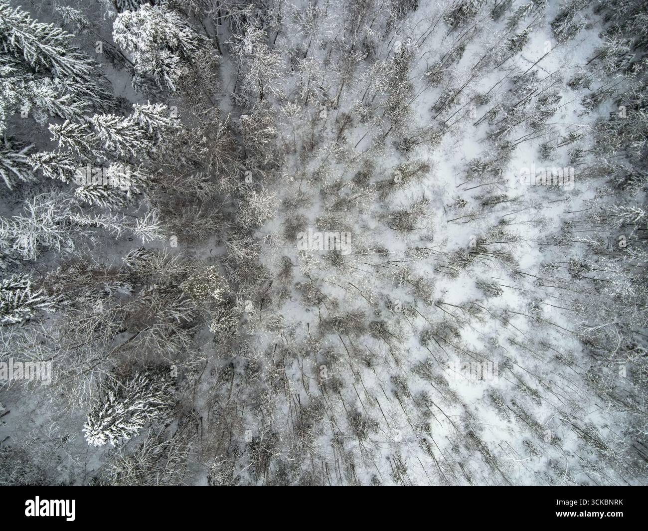 Showcasing radial symmetry hi-res stock photography and images - Alamy