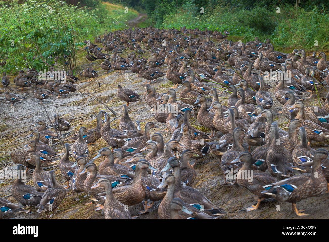 Huge flock of mallards gathered on a grassy bank Stock Photo