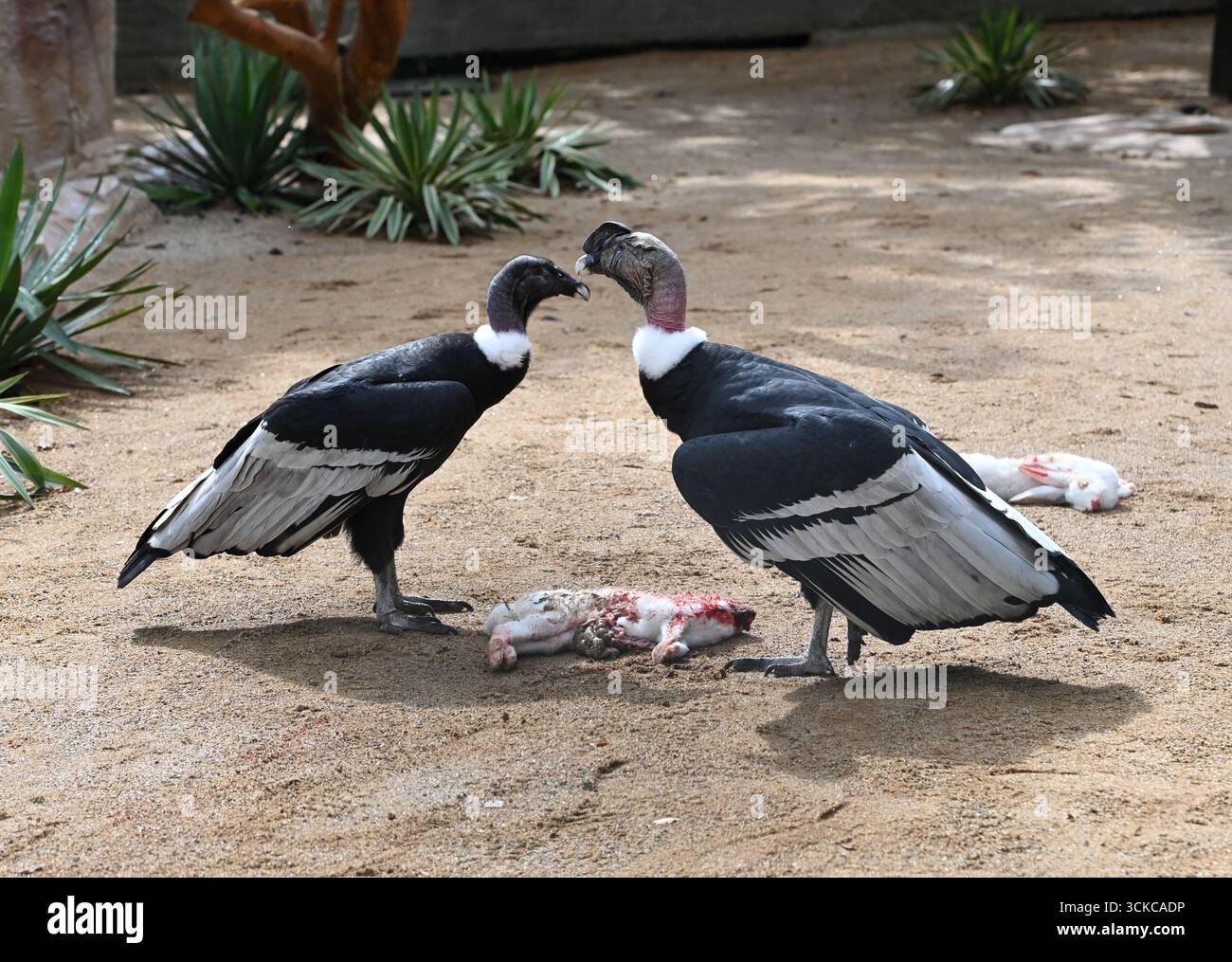 Condor pair hi-res stock photography and images - Alamy