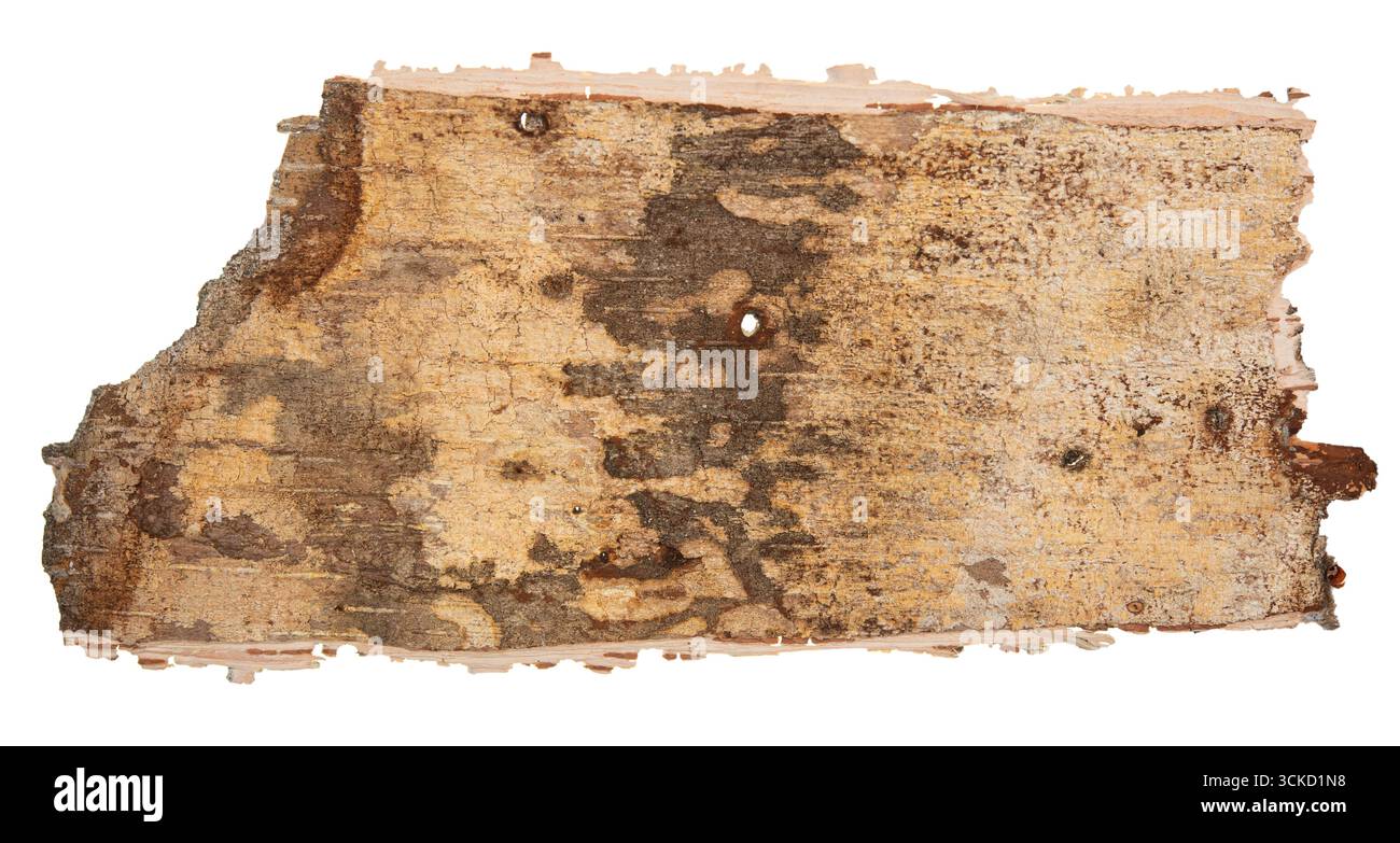 Back side of birch bark isolated on white background Stock Photo