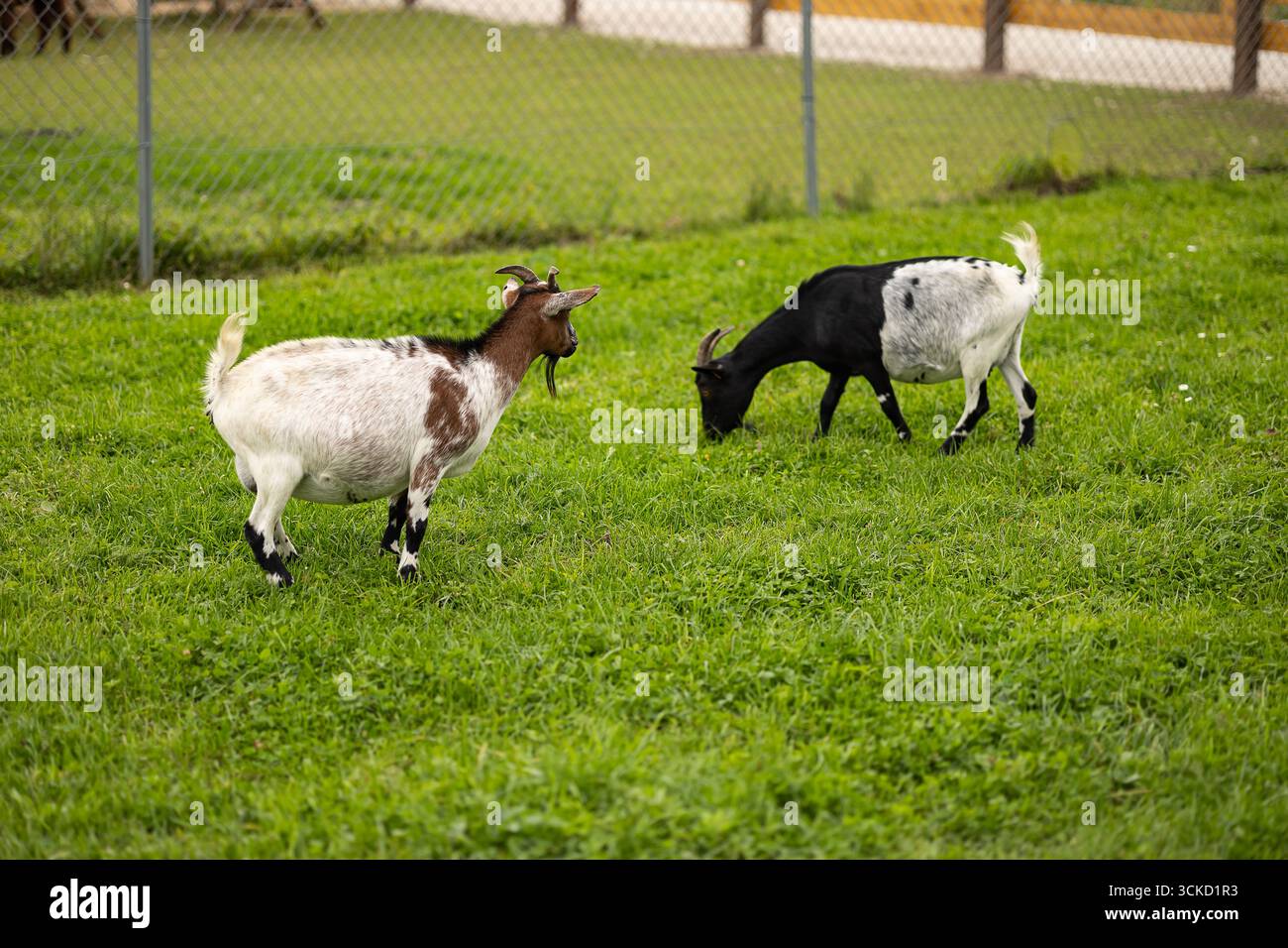 Ai generated content hi-res stock photography and images - Alamy
