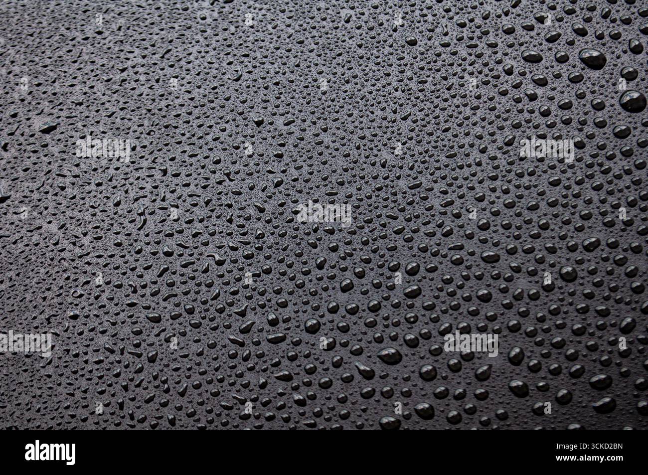 Macro view of dark black variant surface covered with numerous small water droplets. Stock Photo