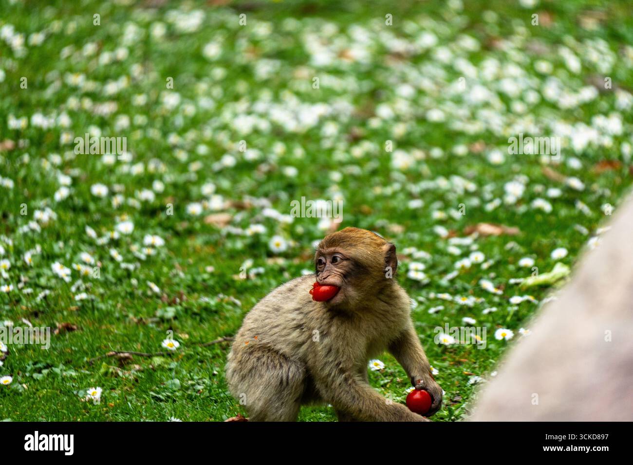 A young Barbary macaque sits on the forest floor at Affenberg Salem ... - Curious Eating Behaviors