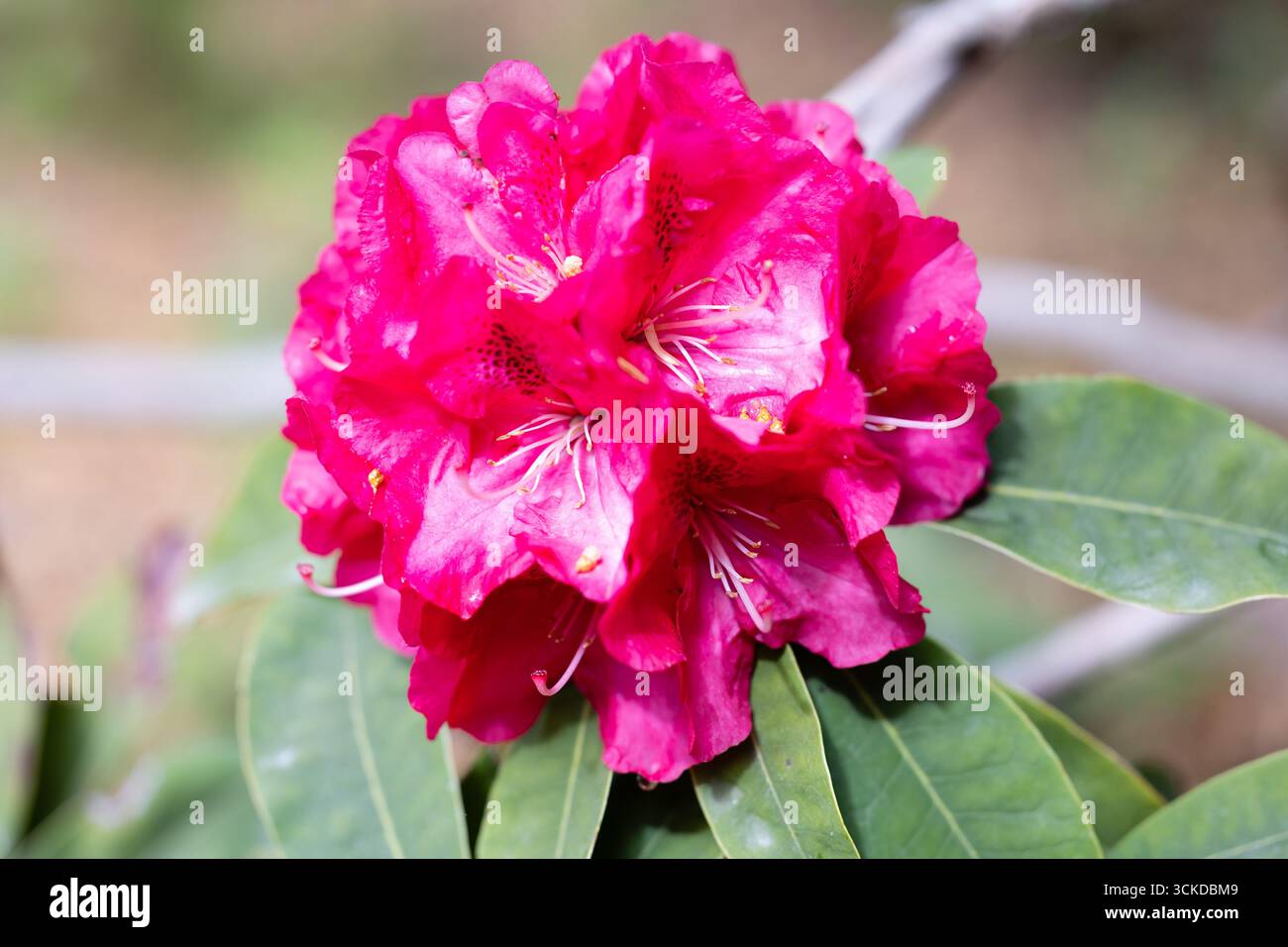 stechpalme online kaufen Stechpalme 'Nellie R.Stevens' / Ilex mutchagara 'Nellie R. Stevens' online  kaufen