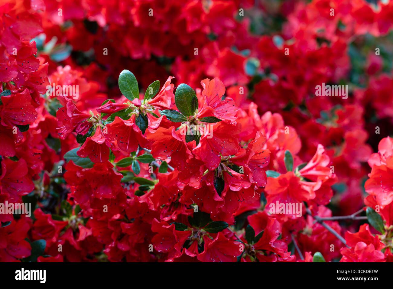 Orange rhododendron hi-res stock photography and images - Alamy
