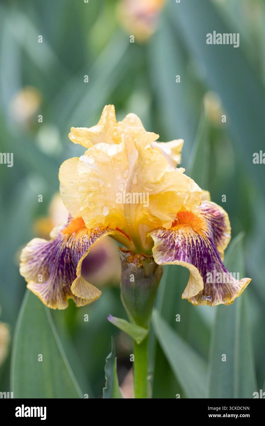Iris Delirium Stock Photo