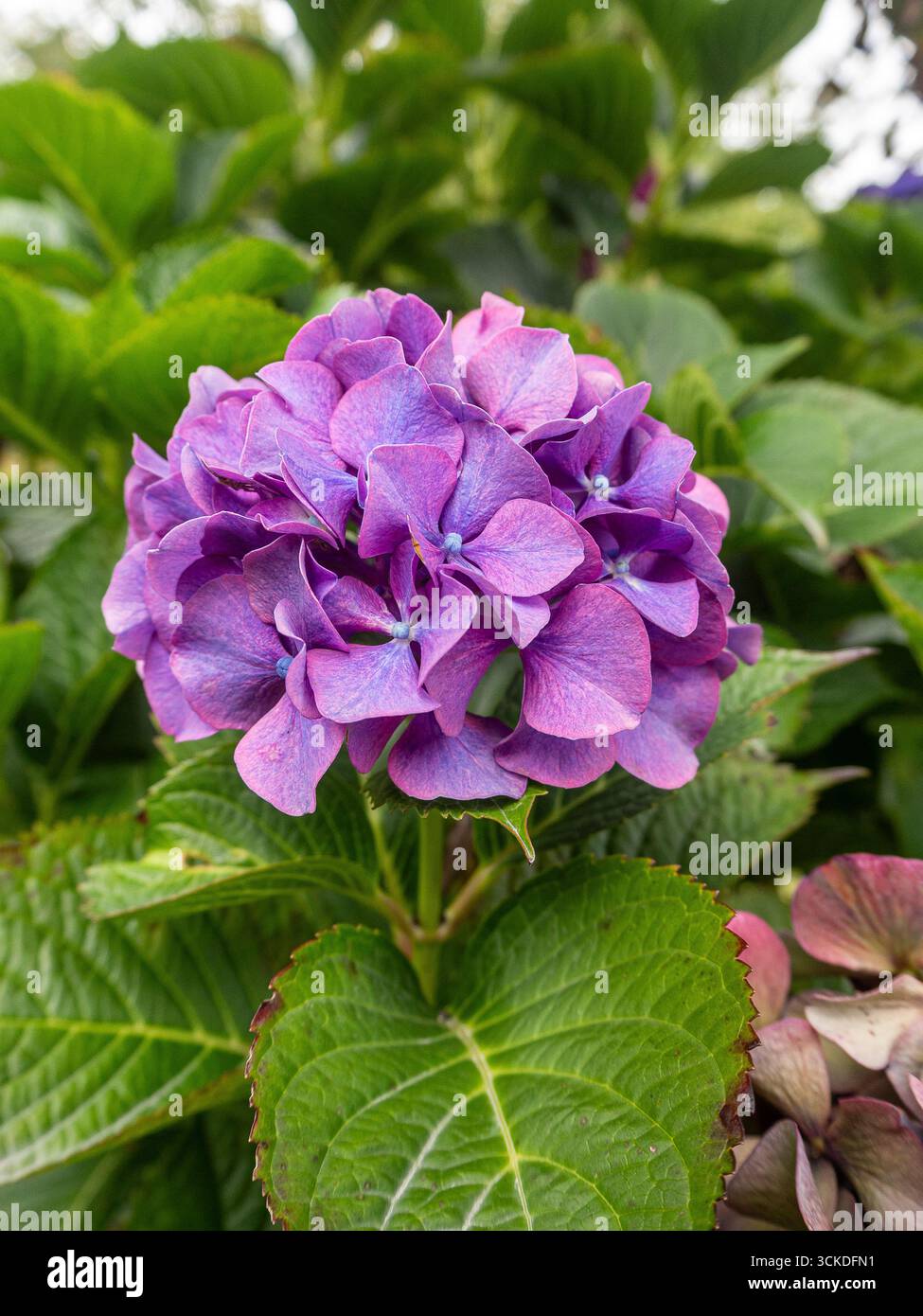 Purple Hydrangea macrophylla is a species of flowering plant in the ...
