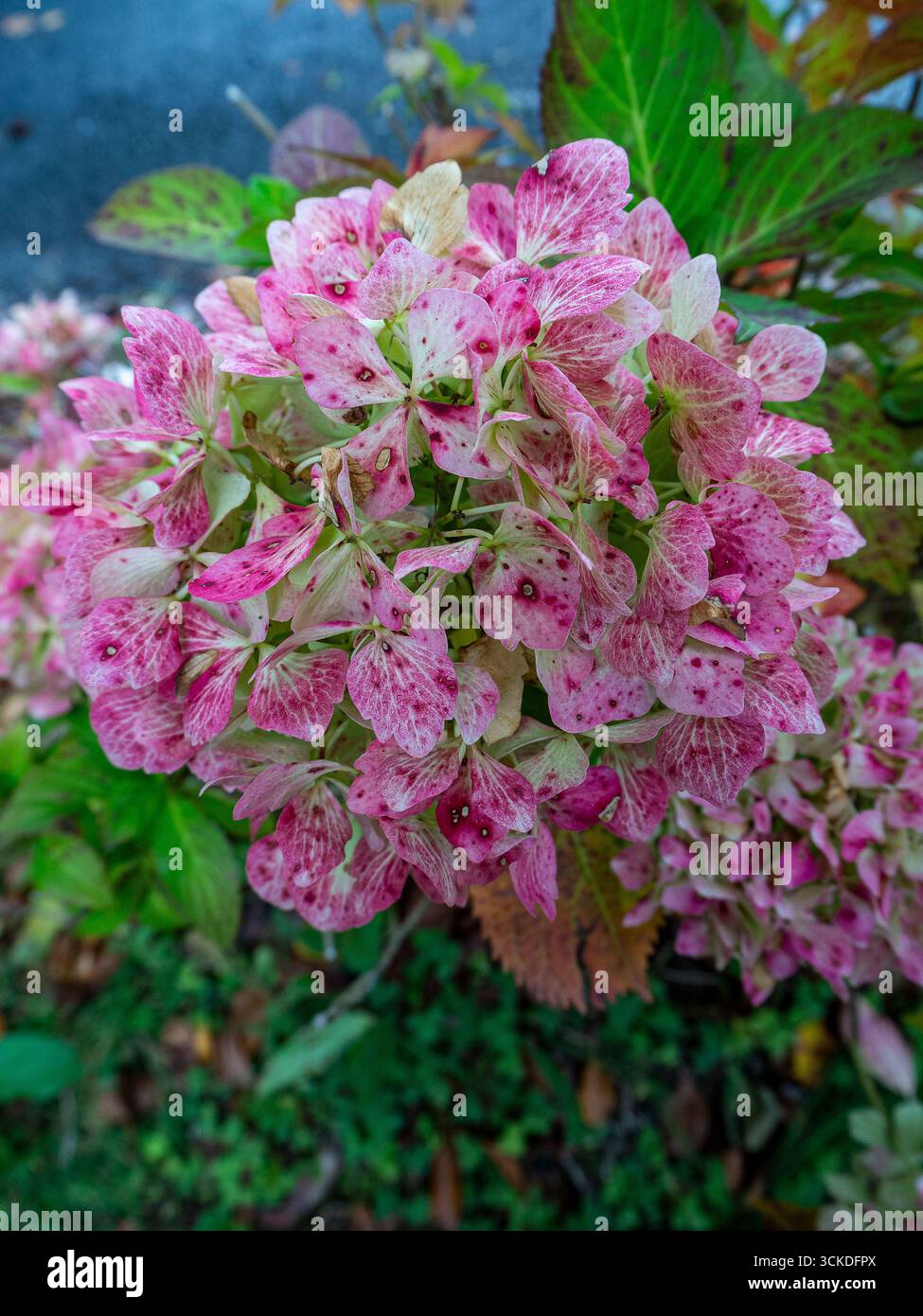 Pink Hydrangea macrophylla is a species of flowering plant in the ...