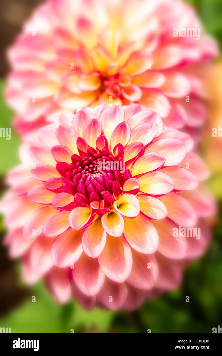 Charming Dahlia 'Foxy Lady’. natural close up flowering plant portrait ...
