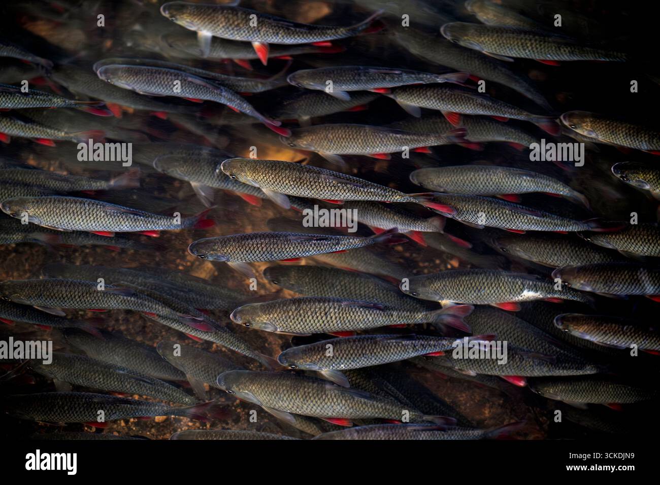 River Rudd A shoal of Common Rudd Scardinius erythrophthalmus in a river Stock ...