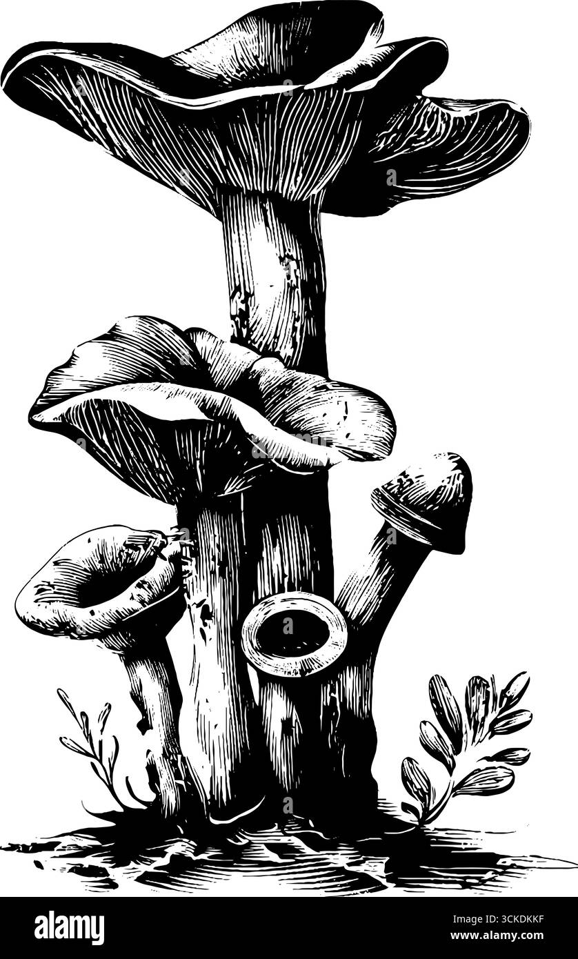 Vintage mushroom cluster engraving for retro design projects Stock ...