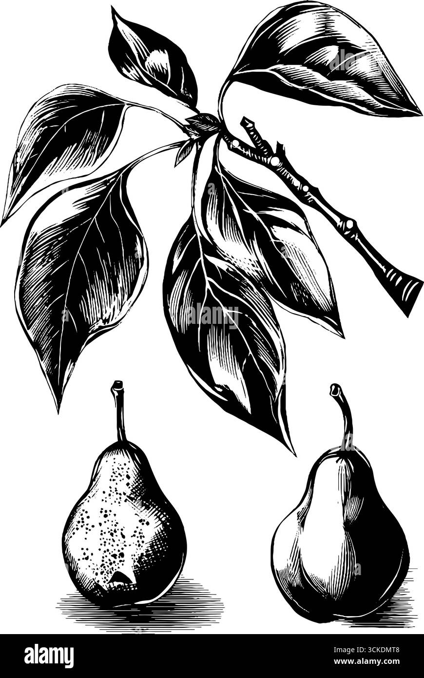 Branch old pear tree Stock Vector Images - Alamy