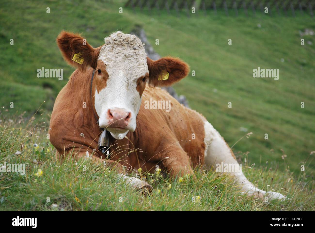 Cow lying on mountain hi-res stock photography and images - Alamy