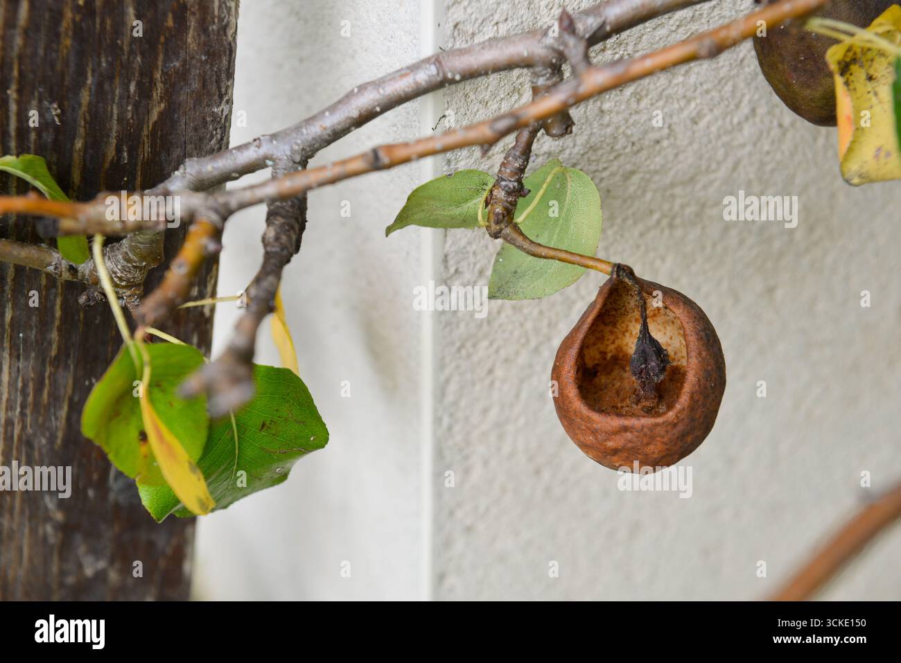 Remains of a pear whose inside has been eaten by insects, hanging from ...
