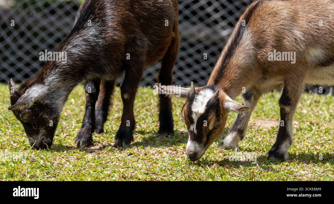Two little goats at the farm Stock Photo