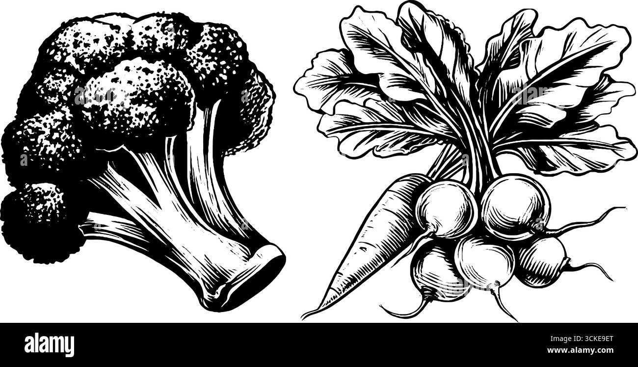Vintage engraving of fresh broccoli and root vegetables for retro ...