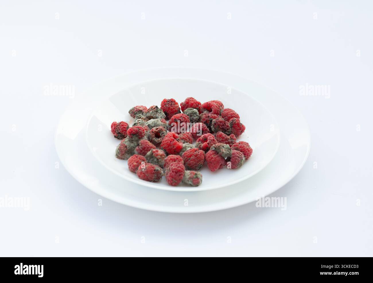 White plate full of raspberries infected by mold and fungus ...