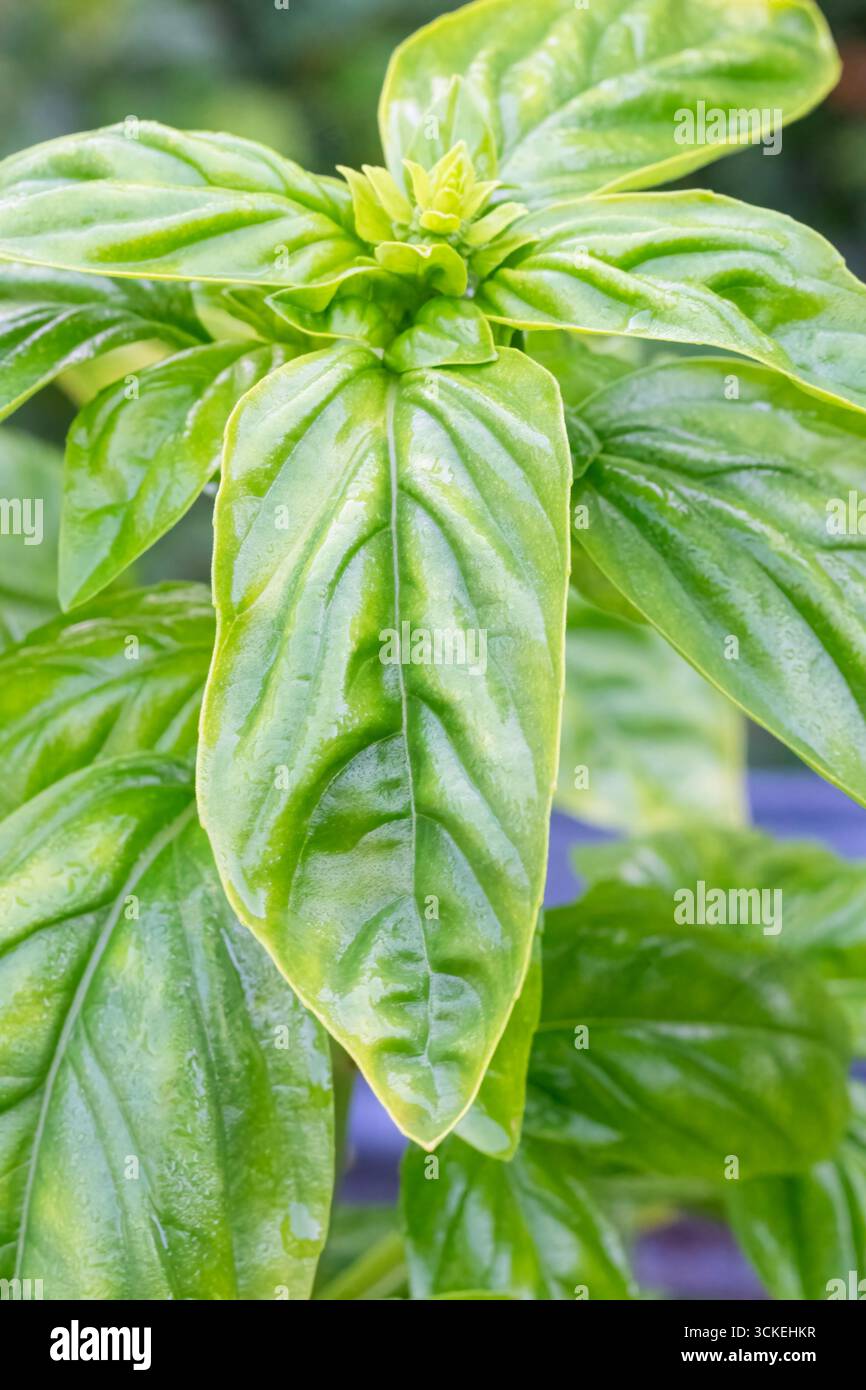 Fresh basil leaves flower hi-res stock photography and images - Alamy
