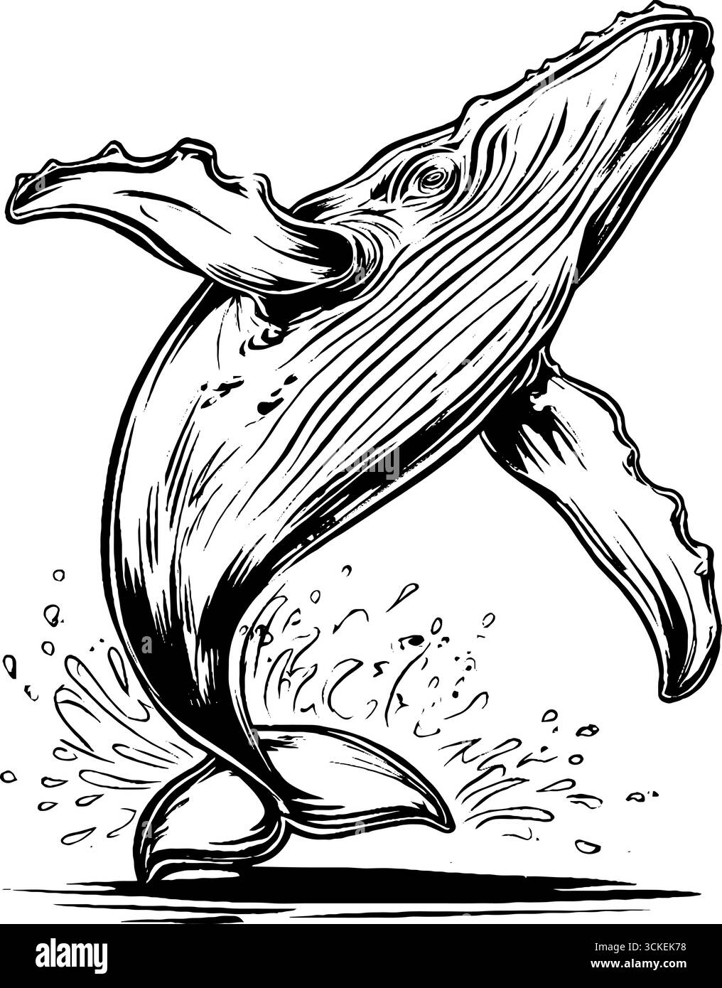 Engraved illustration of humpback whale breaching - retro marine life ...