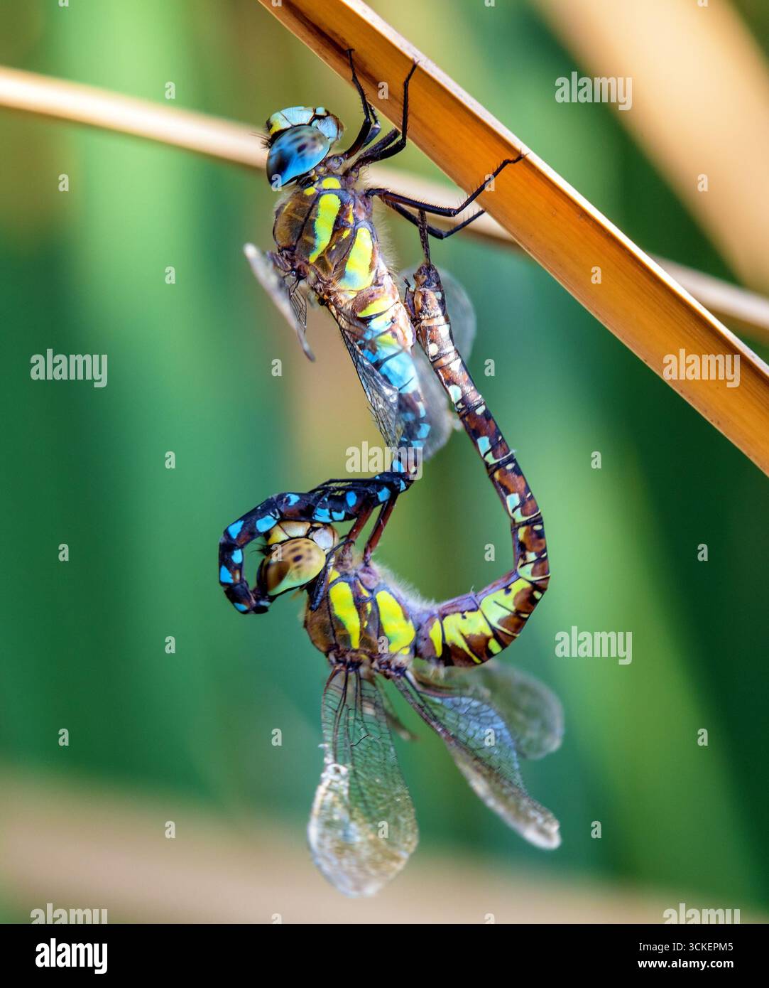 Hawker Insect Mating southern hawker dragonflies hi-res stock photography and images ...